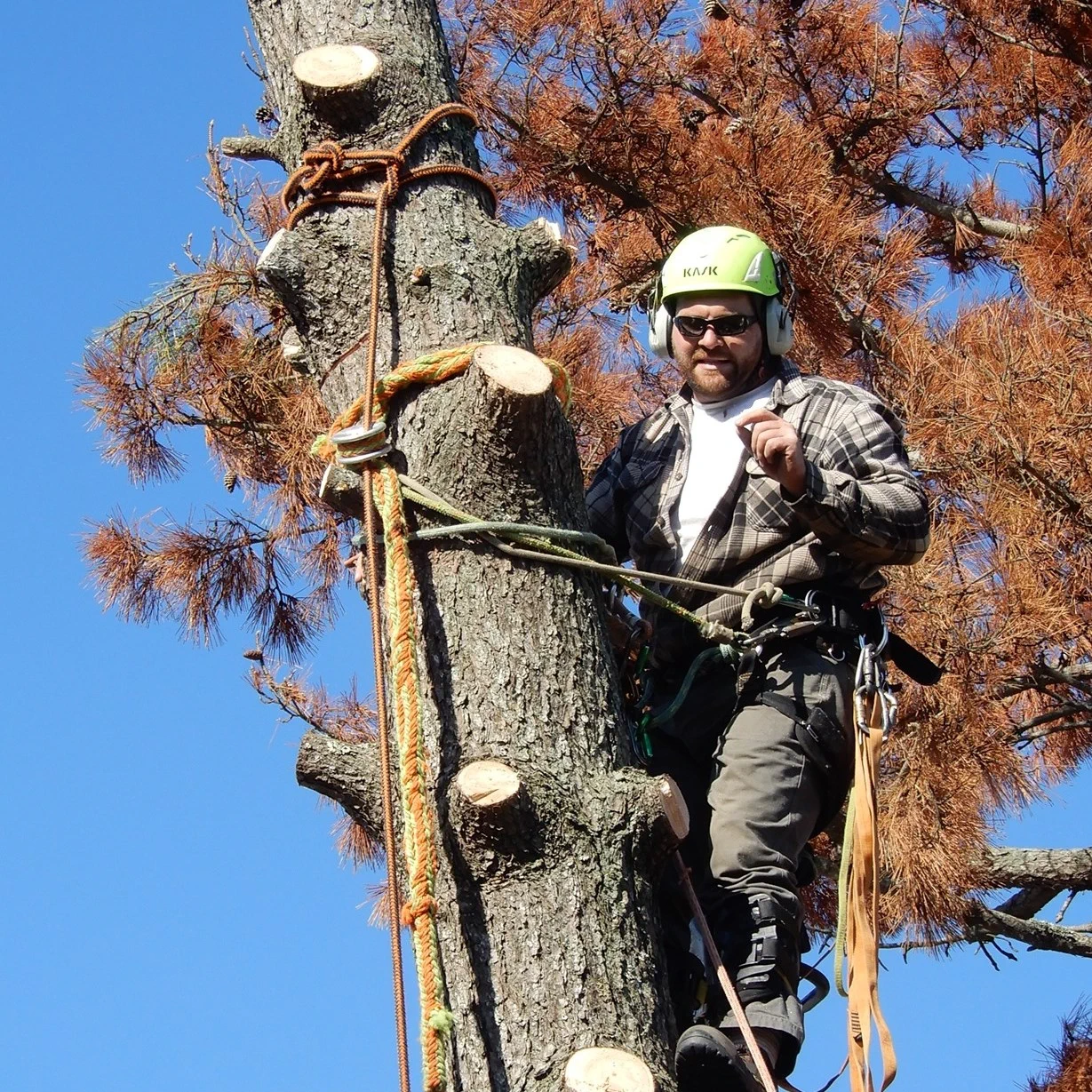 Tree Removal